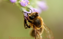 发卡平台特惠的ddos在线攻击