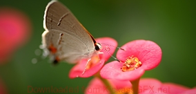 让管理更到位的网站攻击工具